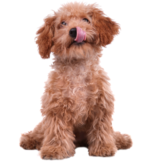 Chien
