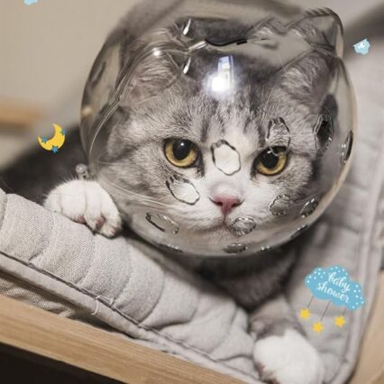 Casque de Protection Transparent pour Chats – Anti-Morsure & Anti-Griffure – Confort & Sécurité