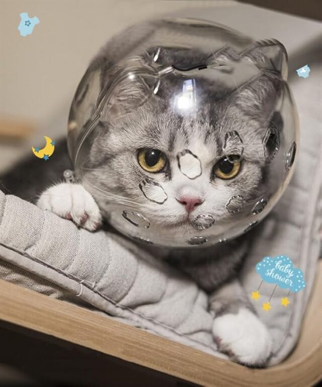 Casque de Protection Transparent pour Chats – Anti-Morsure & Anti-Griffure – Confort & Sécurité