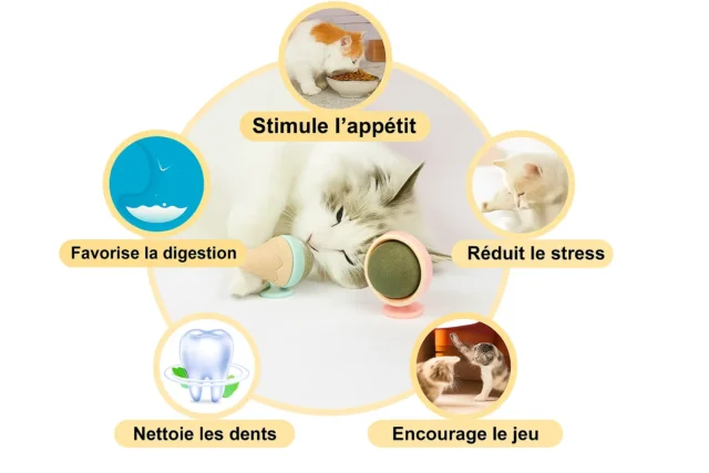 Boule de Cataire – Jouet Glace à l’Herbe à Chat – Image 3