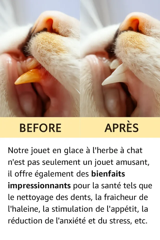 Boule de Cataire – Jouet Glace à l’Herbe à Chat – Image 4